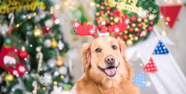 Merry Christmas & Happy New Year from VetlinkPRO! 