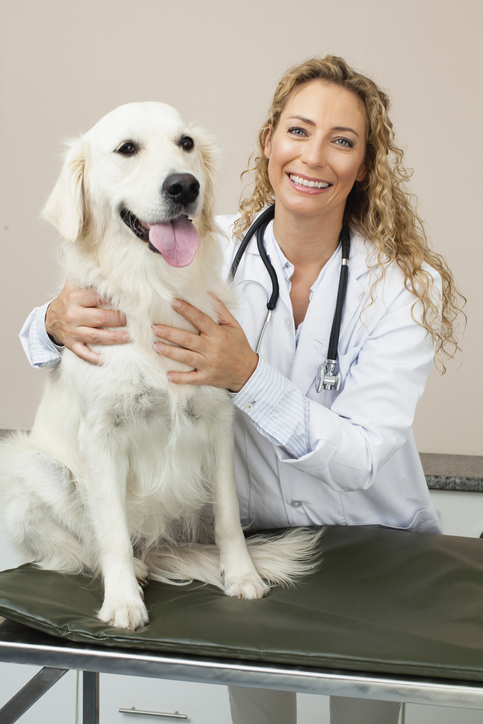 Vet with happy dog